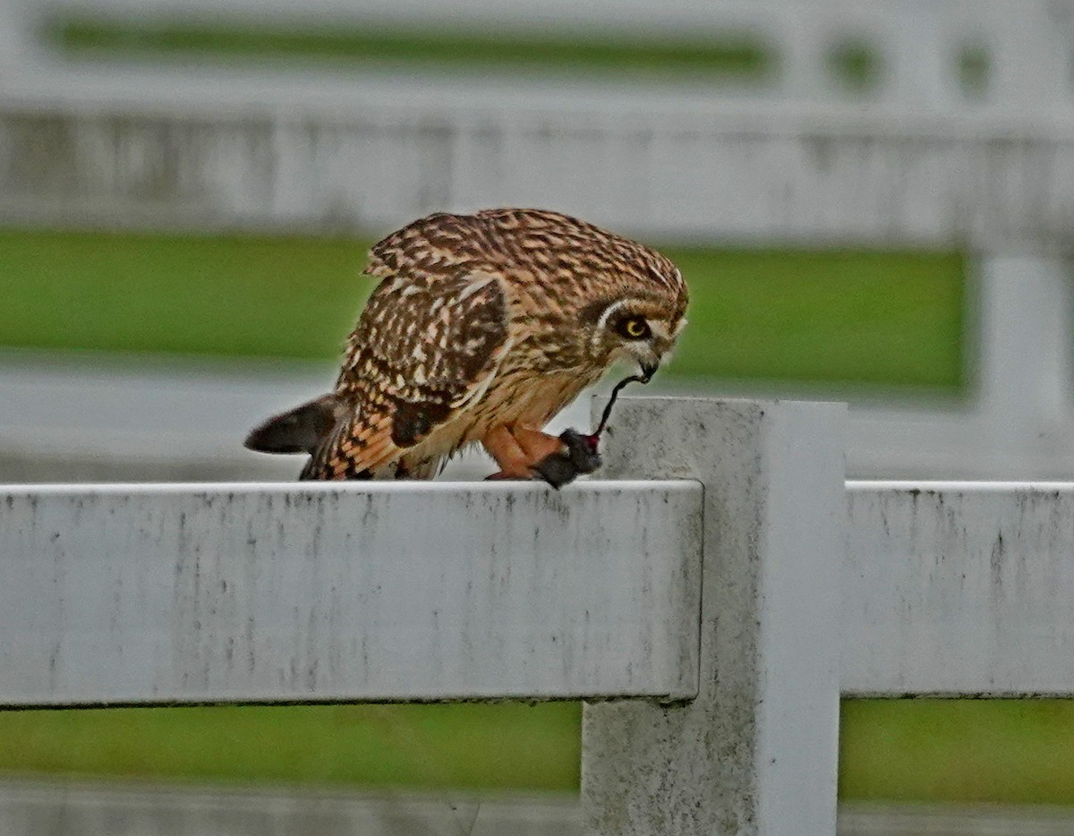 Short-eared Owl - ML644467590