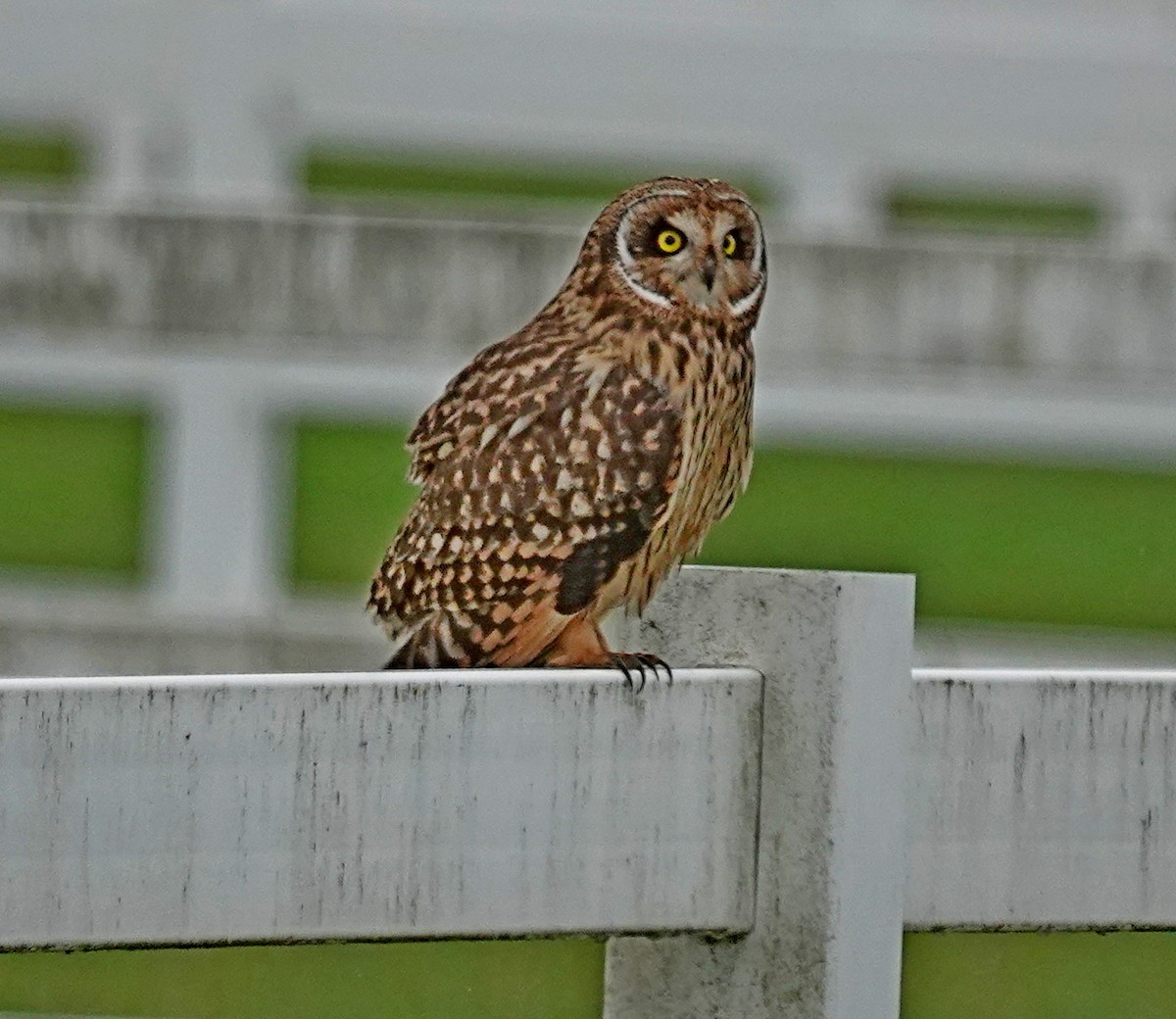 Short-eared Owl - ML644467591