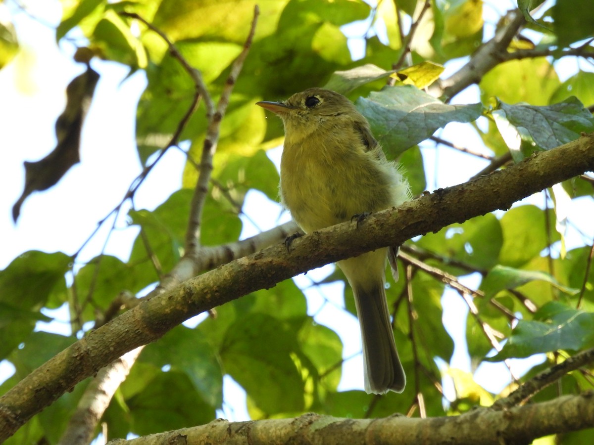 Western Flycatcher - ML644467597