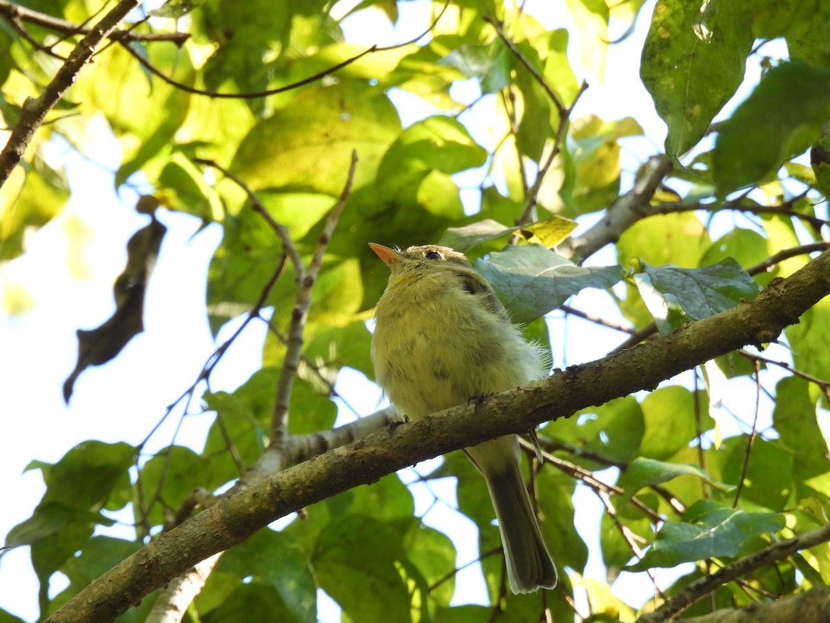 Western Flycatcher - ML644467598