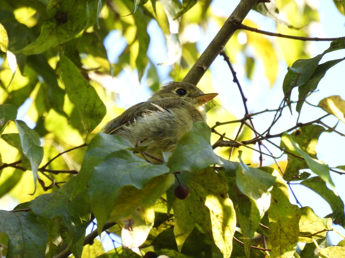 Western Flycatcher - ML644467599