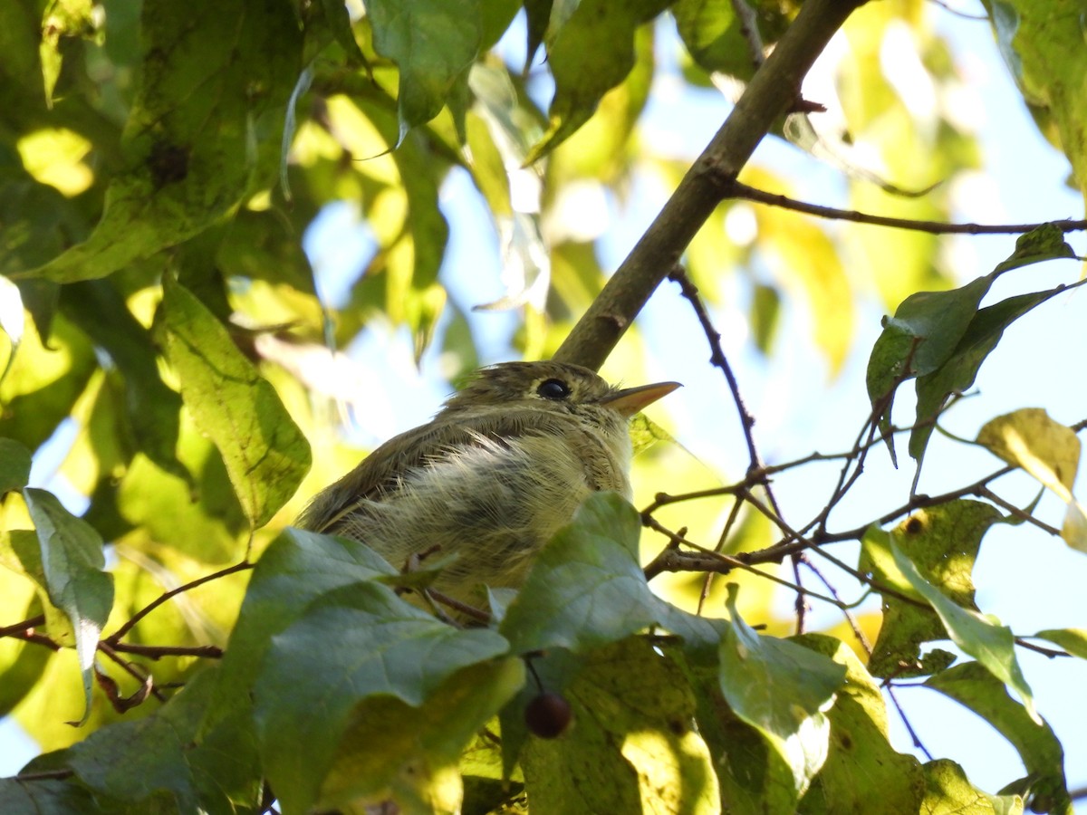 Western Flycatcher - ML644467600