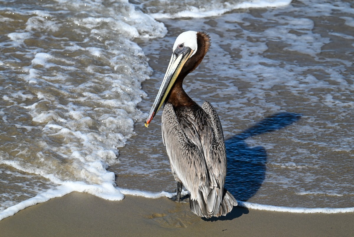 Brown Pelican - ML644467602