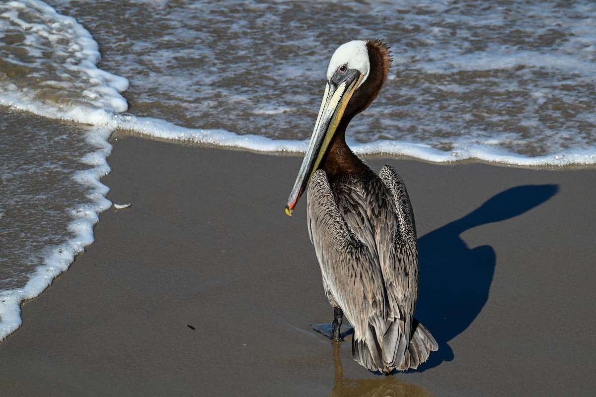 Brown Pelican - ML644467604