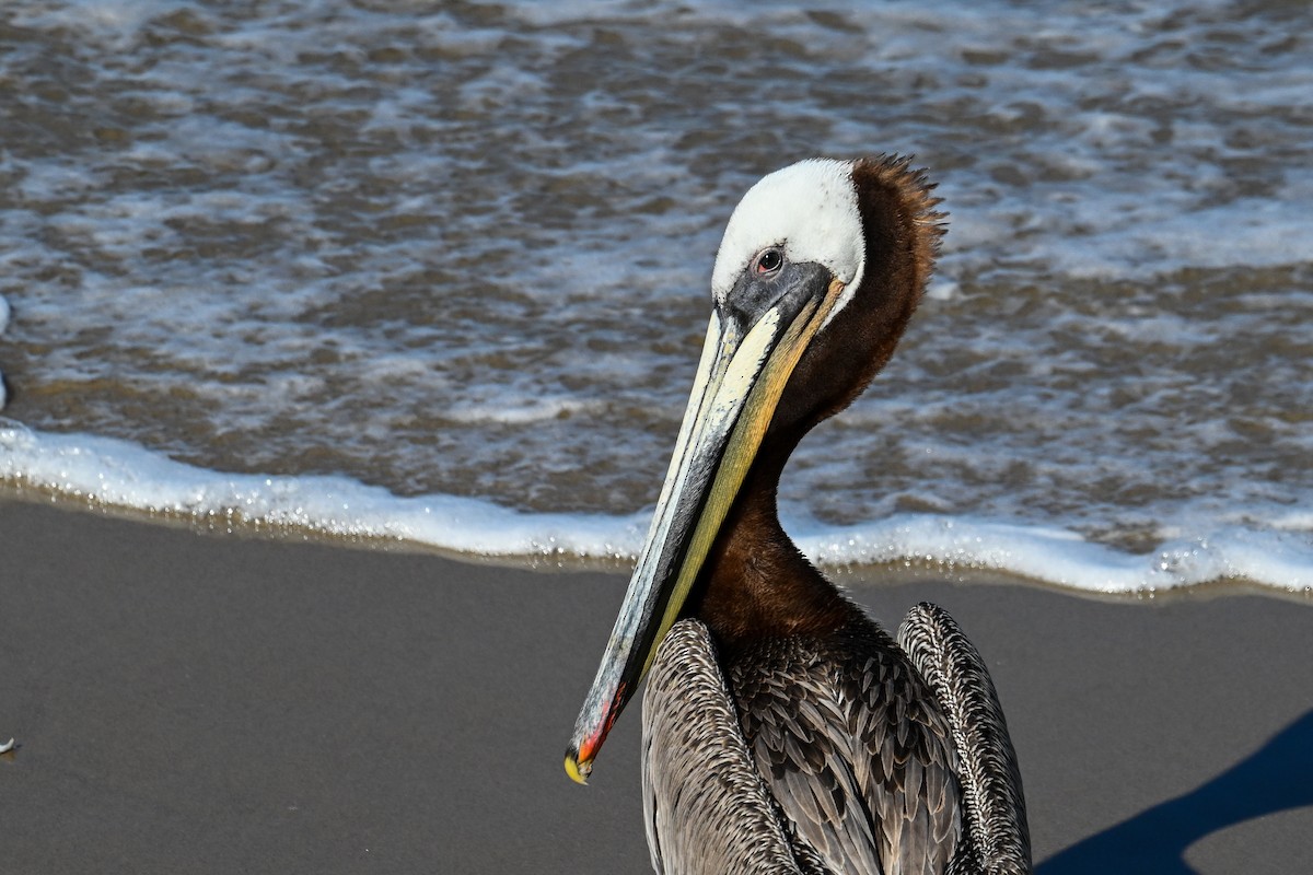 Brown Pelican - ML644467605