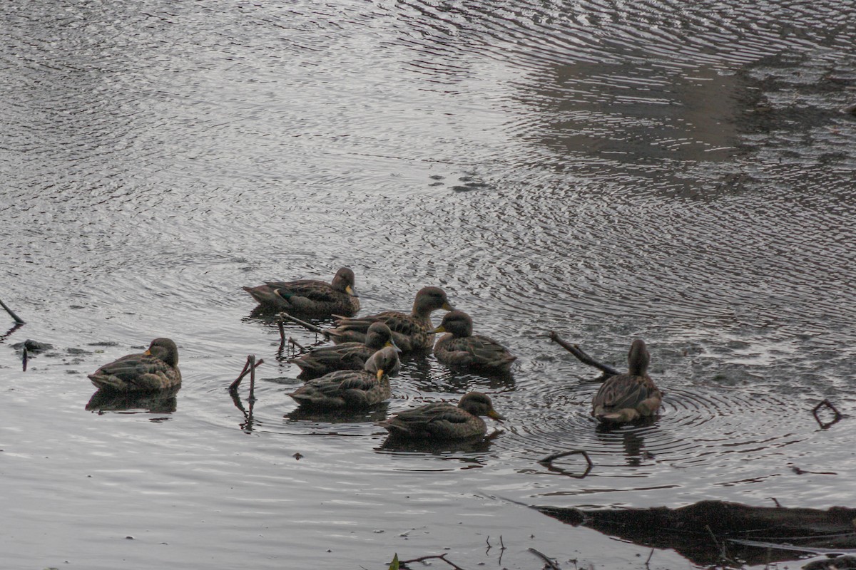 Sarcelle tachetée - ML644467608