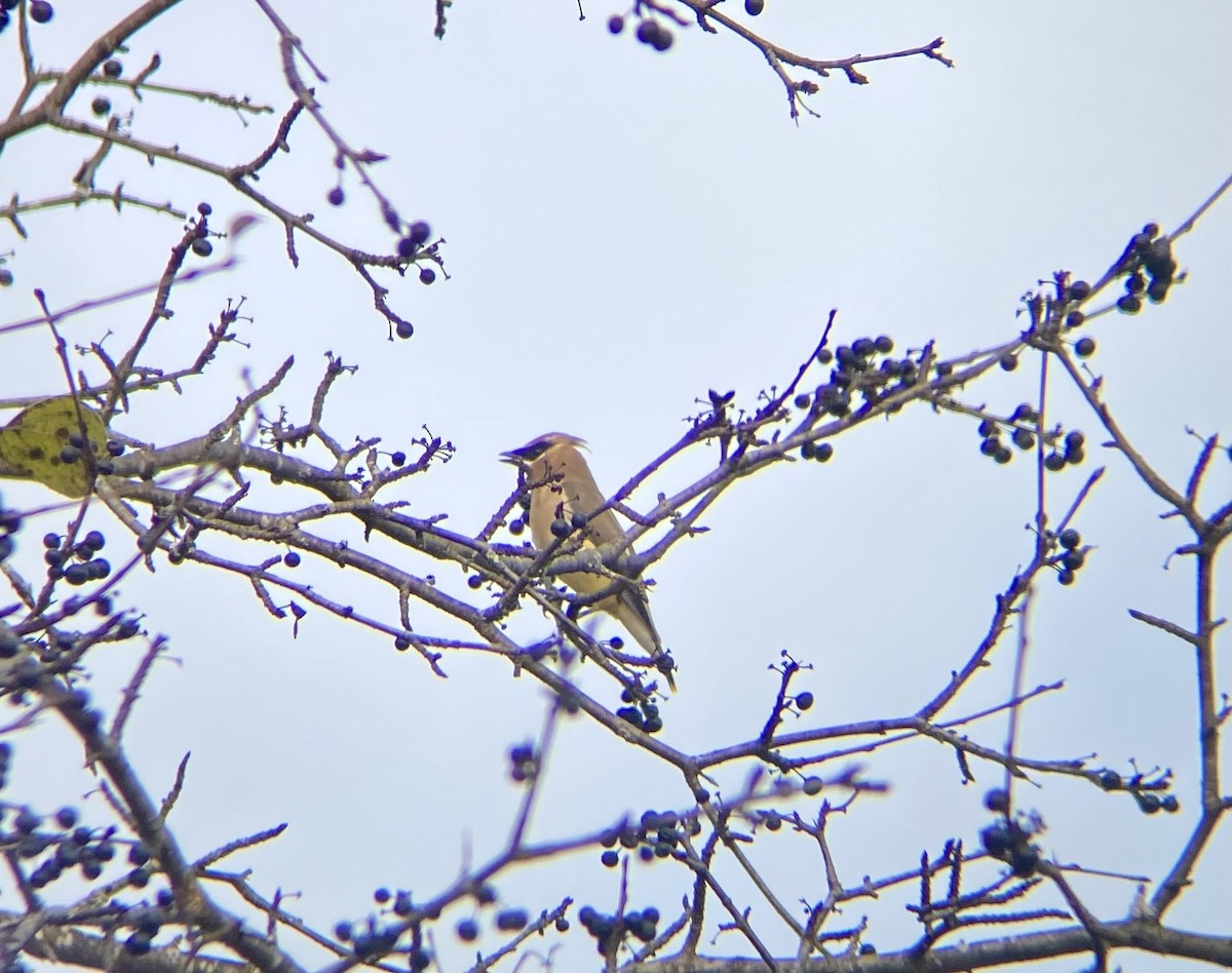 Jaseur d'Amérique - ML644467613