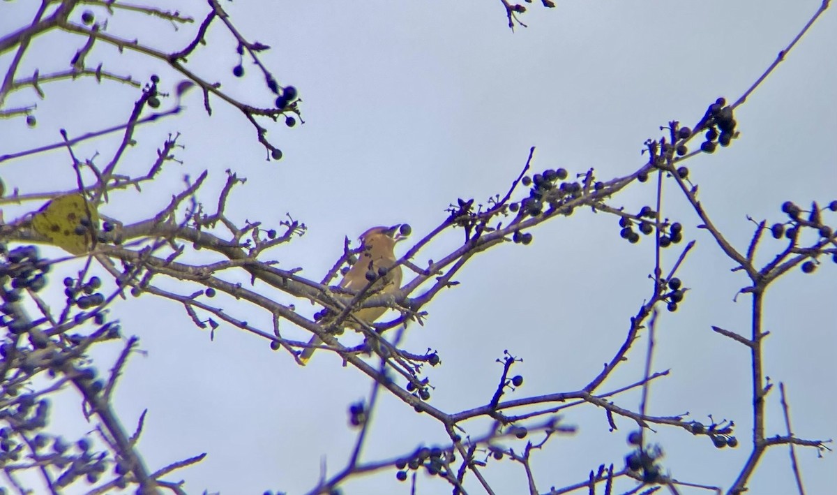 Jaseur d'Amérique - ML644467614