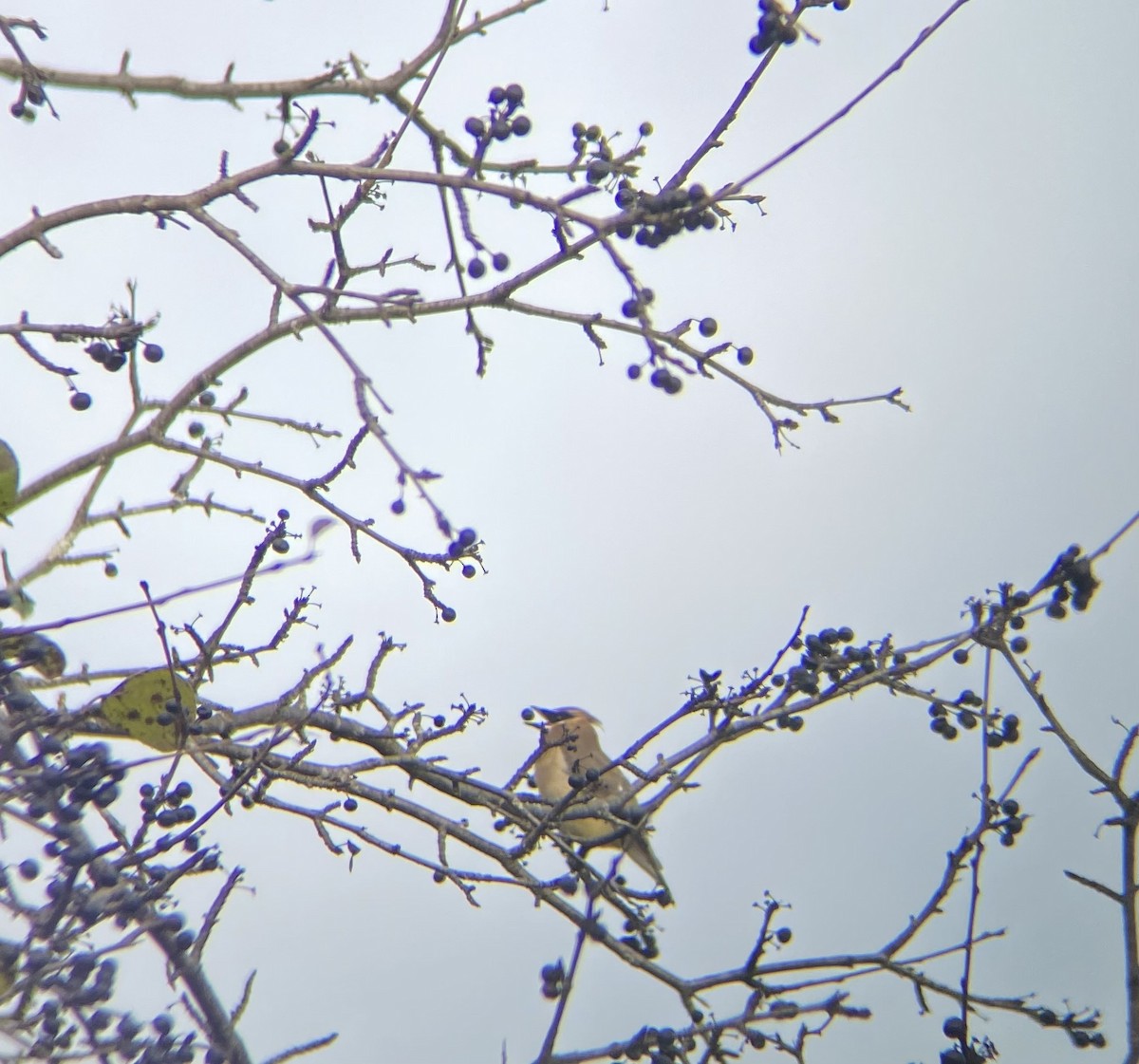 Jaseur d'Amérique - ML644467615