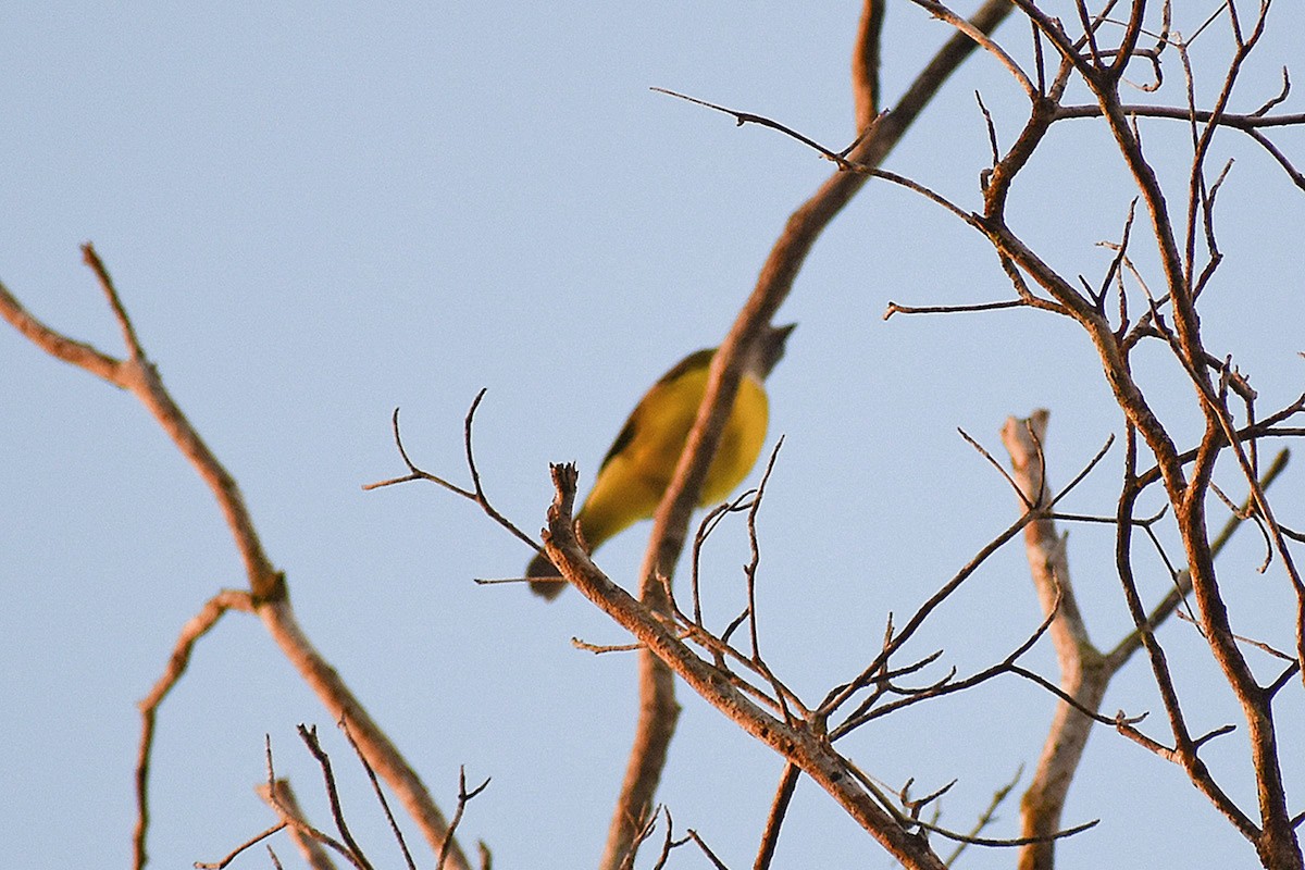 Sulphury Flycatcher - ML644467616