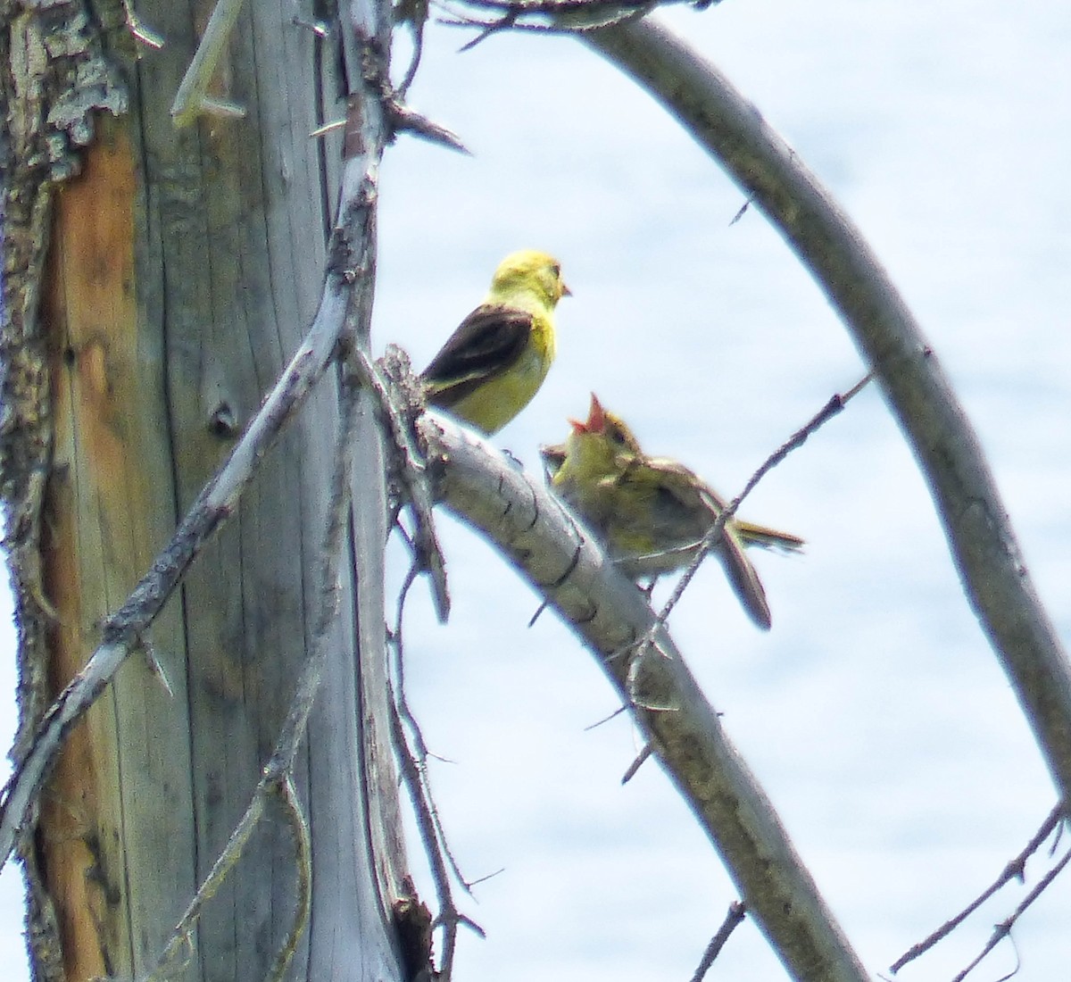 Желтоплечая пиранга - ML644467618