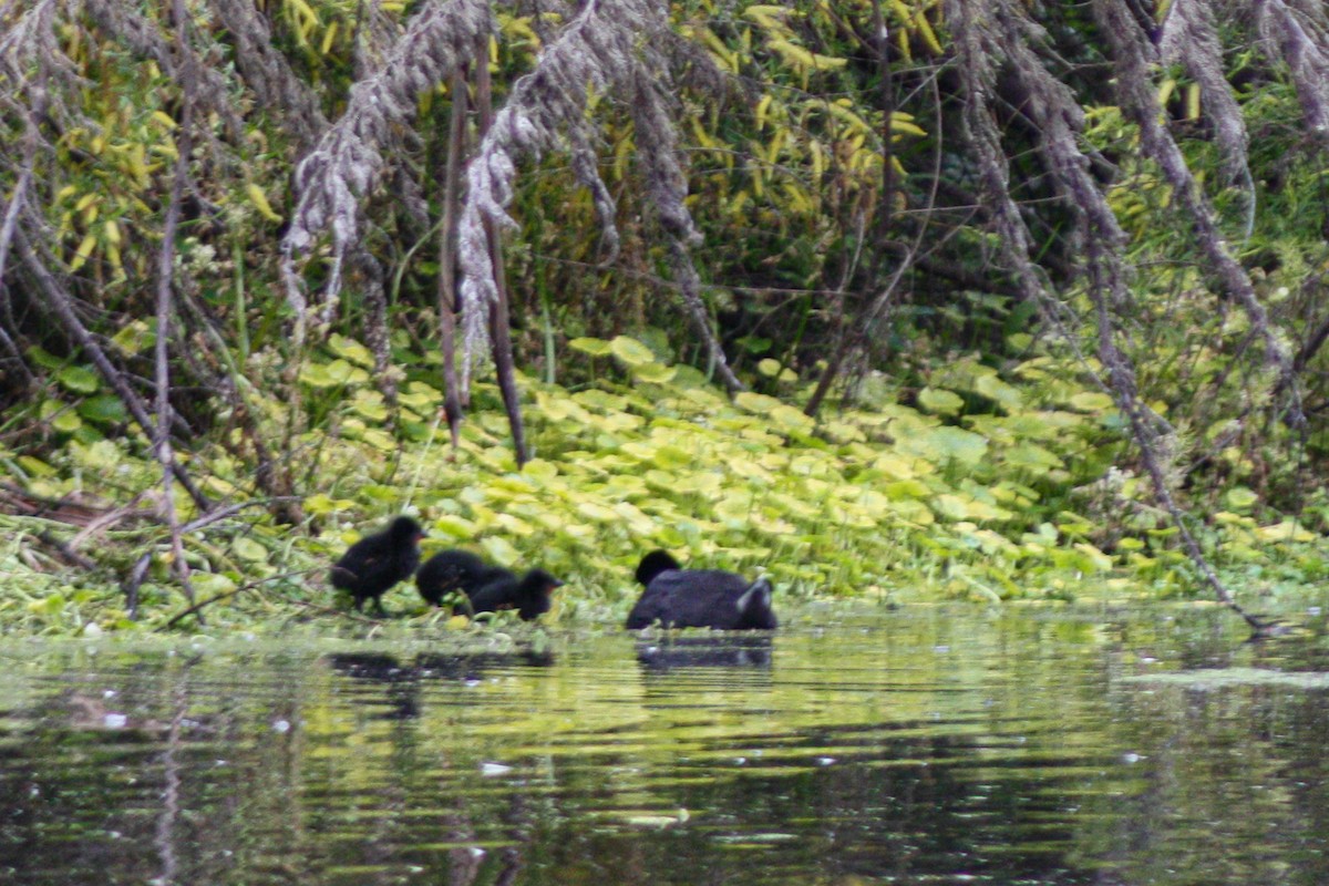Foulque à jarretières - ML644467619