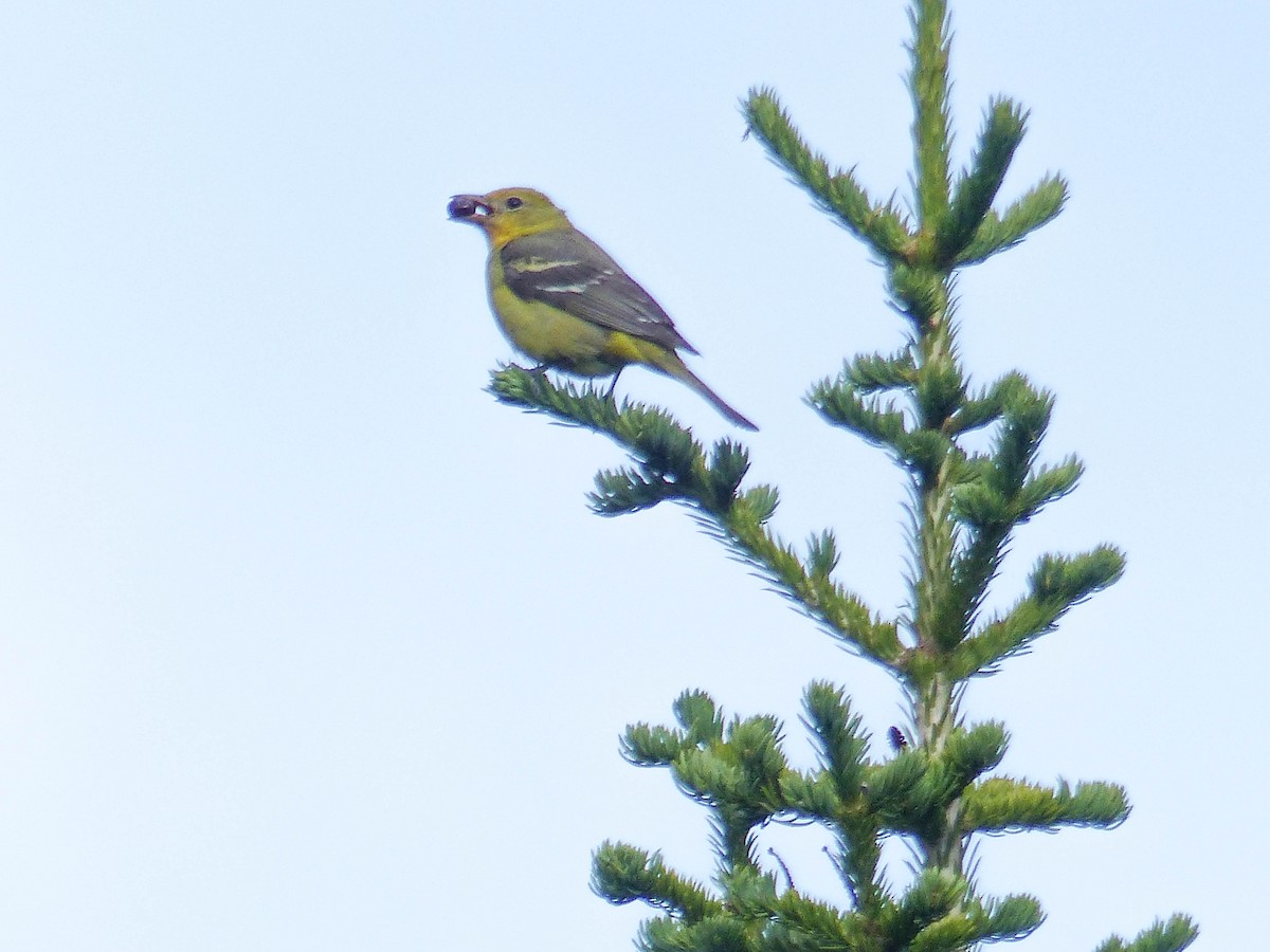 Желтоплечая пиранга - ML644467620