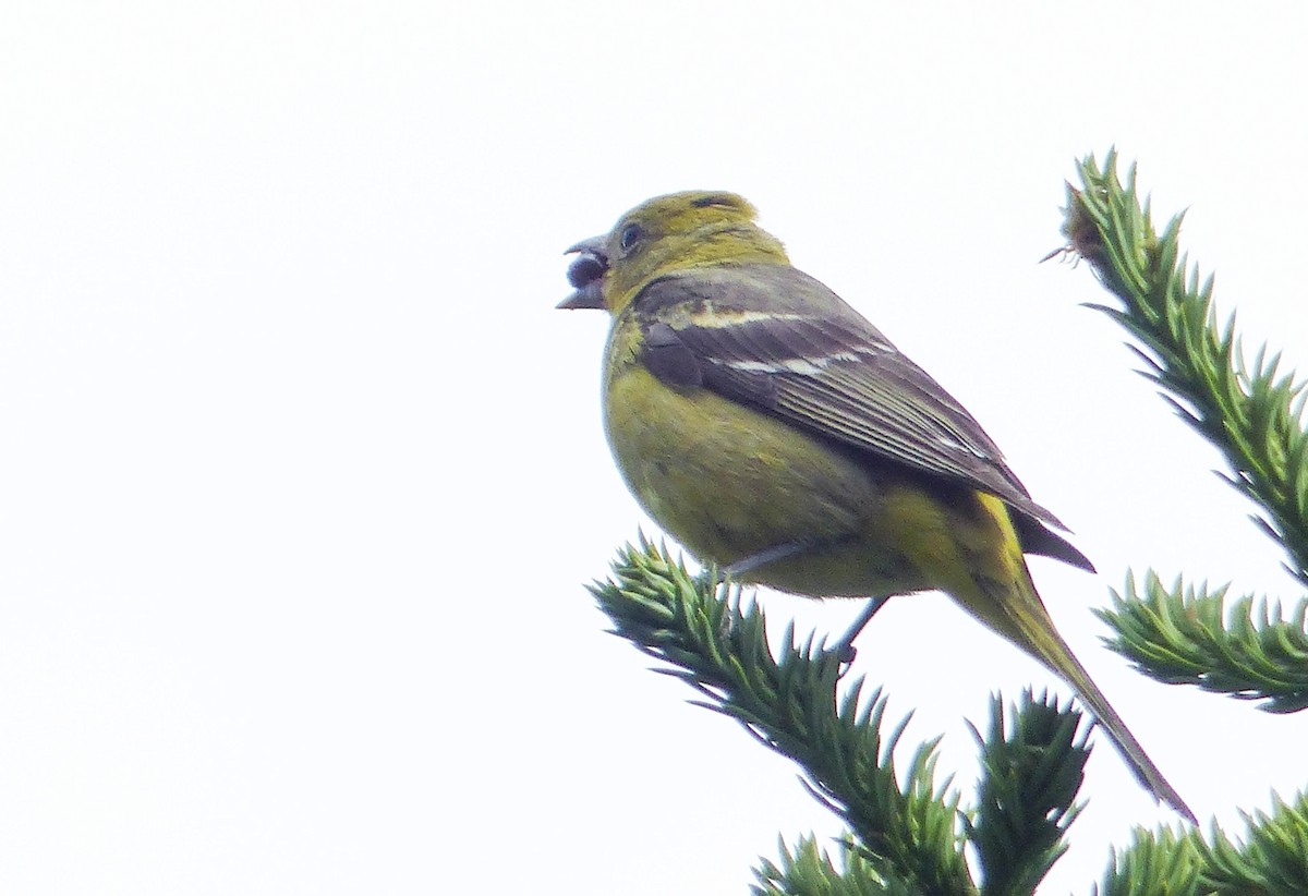 Желтоплечая пиранга - ML644467621