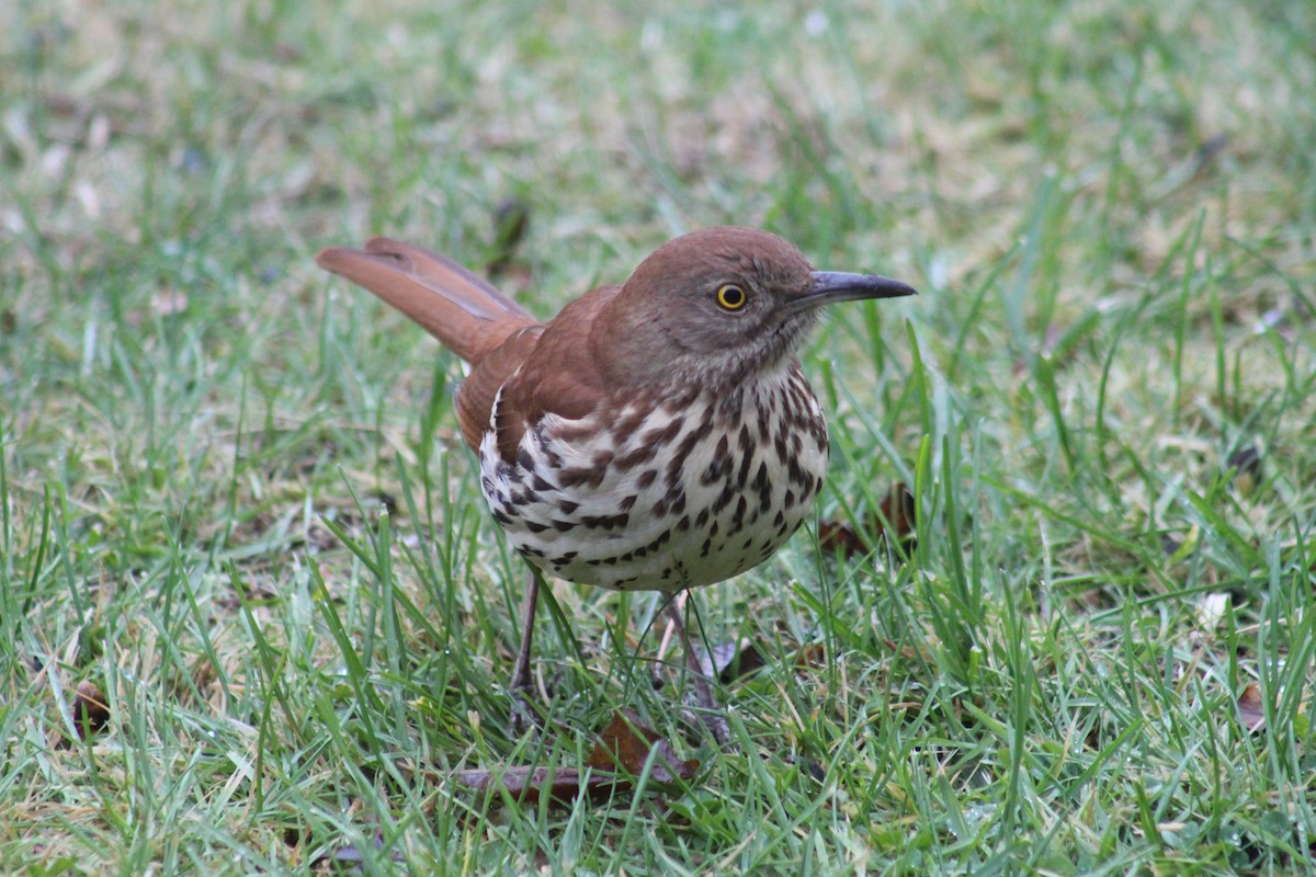 Brown Thrasher - ML644467625