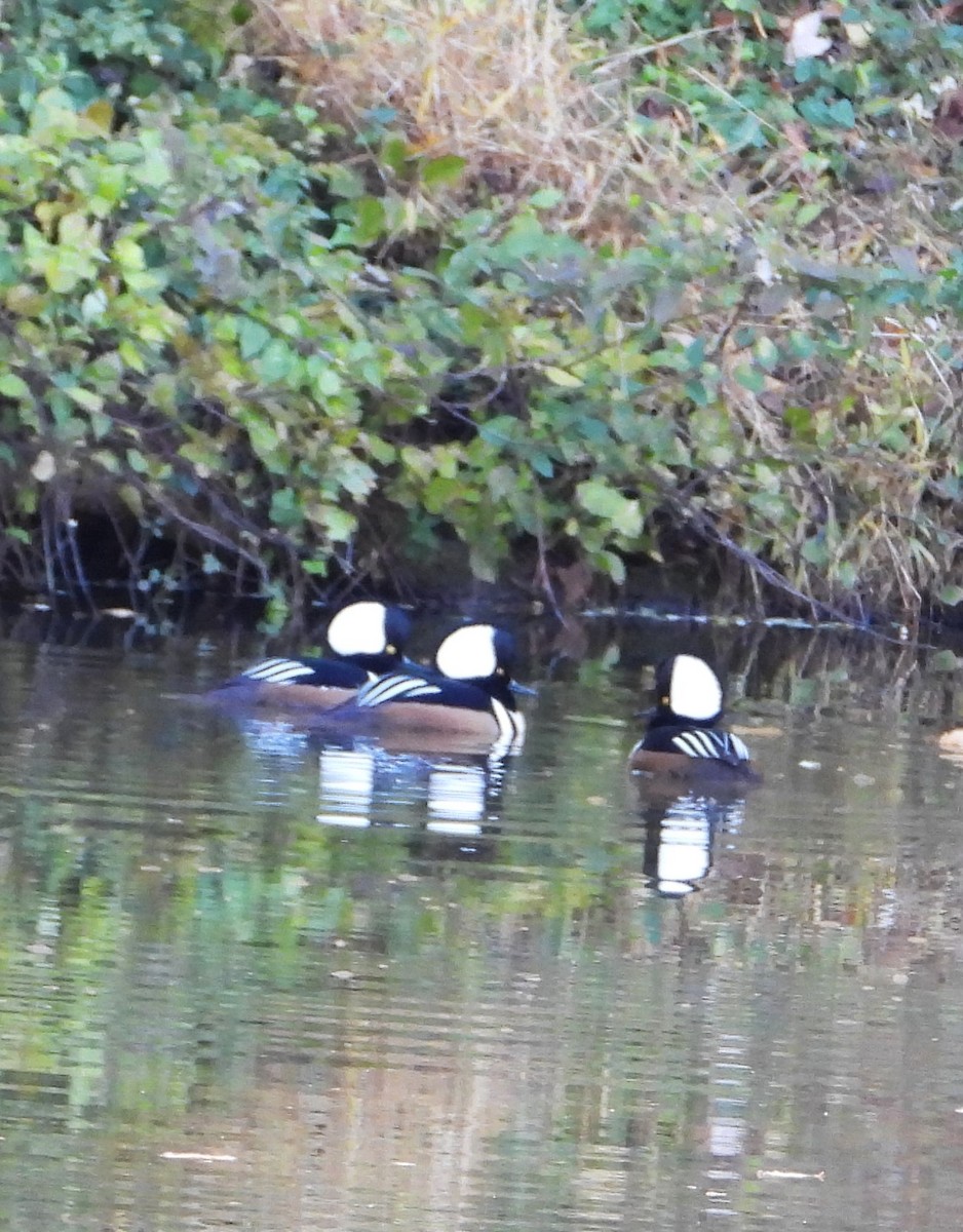 Hooded Merganser - ML644467628