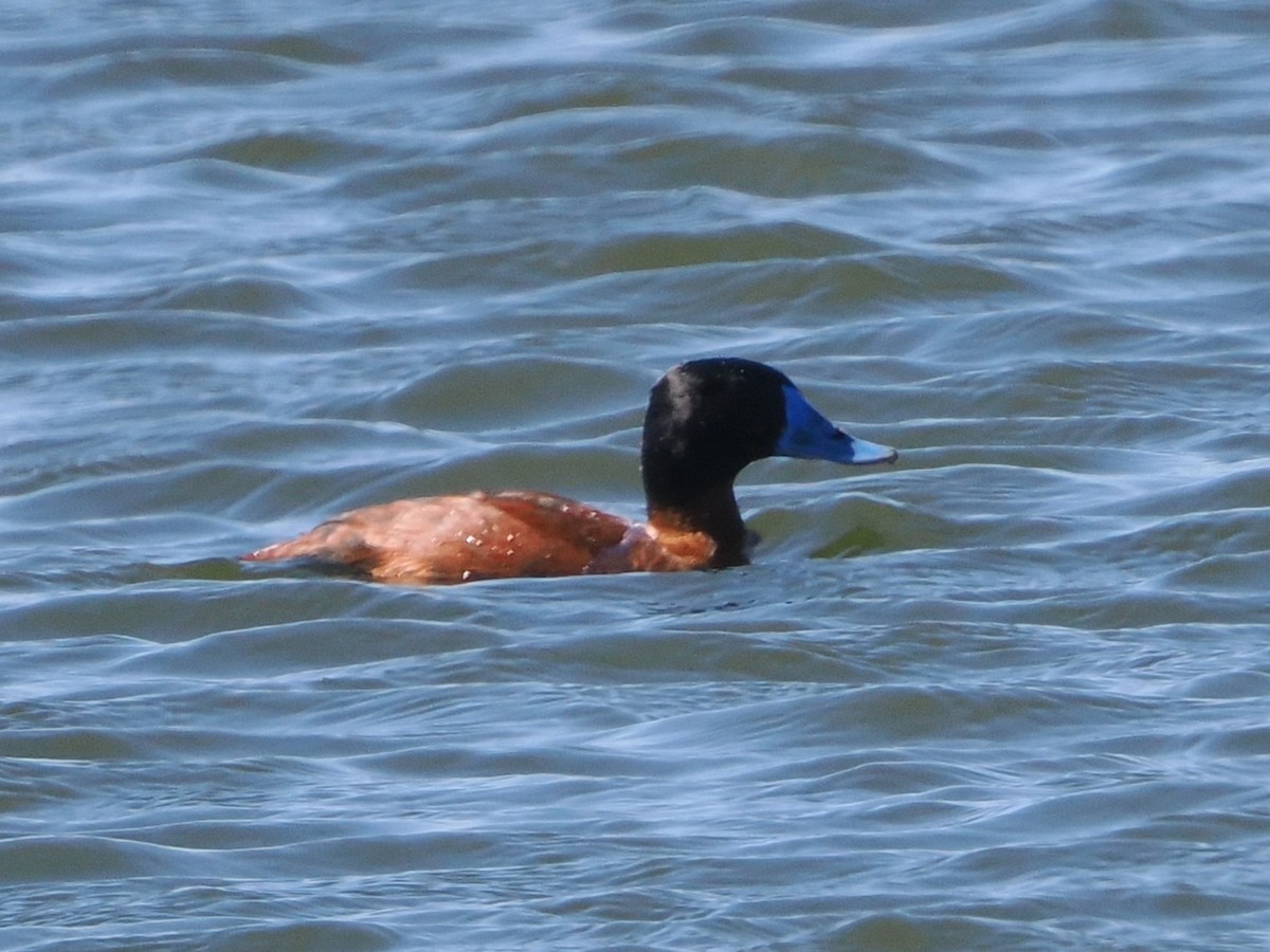 Maccoa Duck - ML644467641