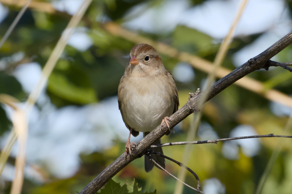 Field Sparrow - ML644467642