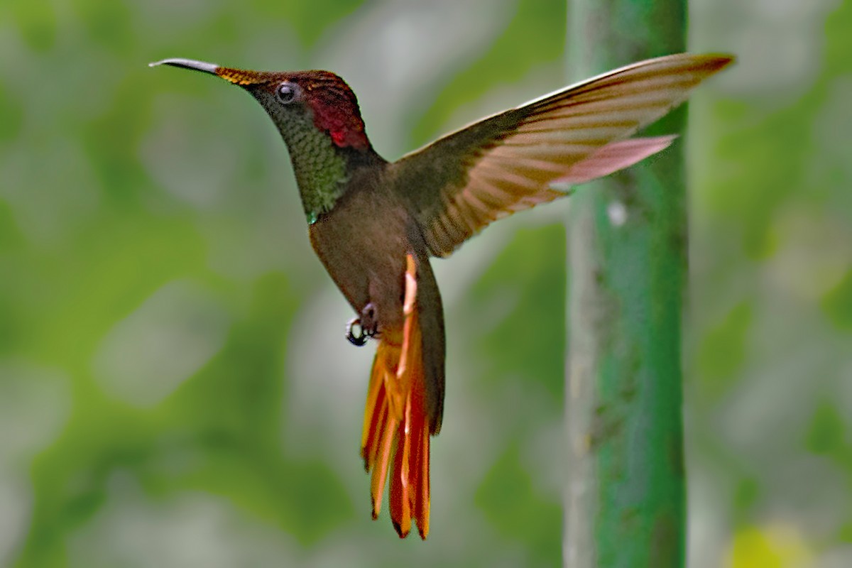 ルビートパーズハチドリ - ML644467648