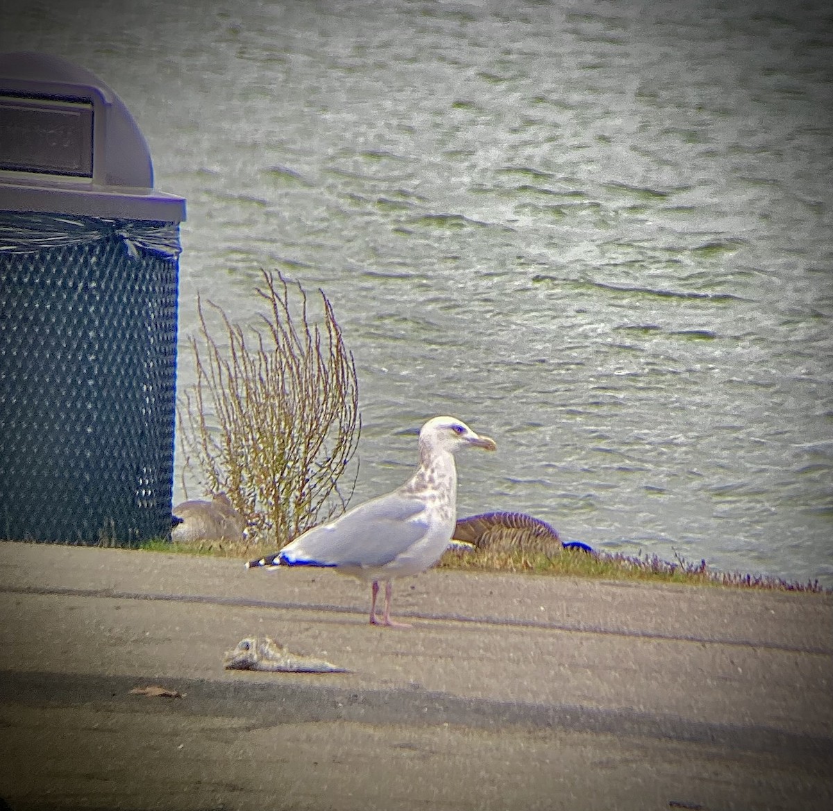 Goéland hudsonien - ML644467652