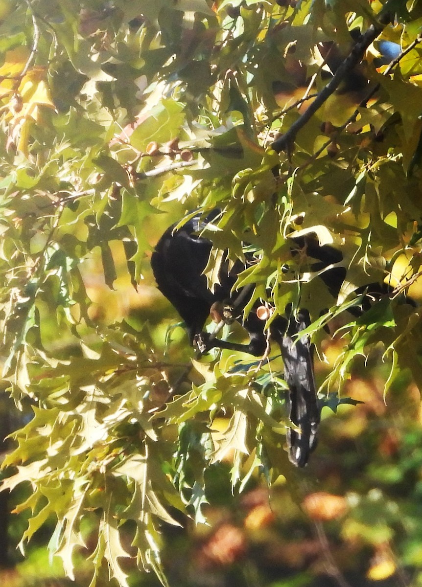 American Crow - ML644467662