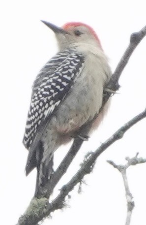Red-bellied Woodpecker - ML644467675