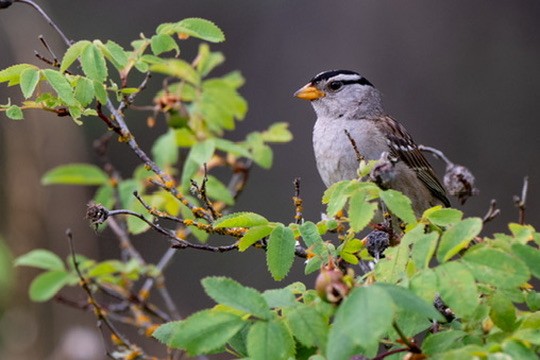 White-crowned Sparrow - ML644467686