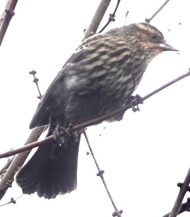 Red-winged Blackbird - ML644467693