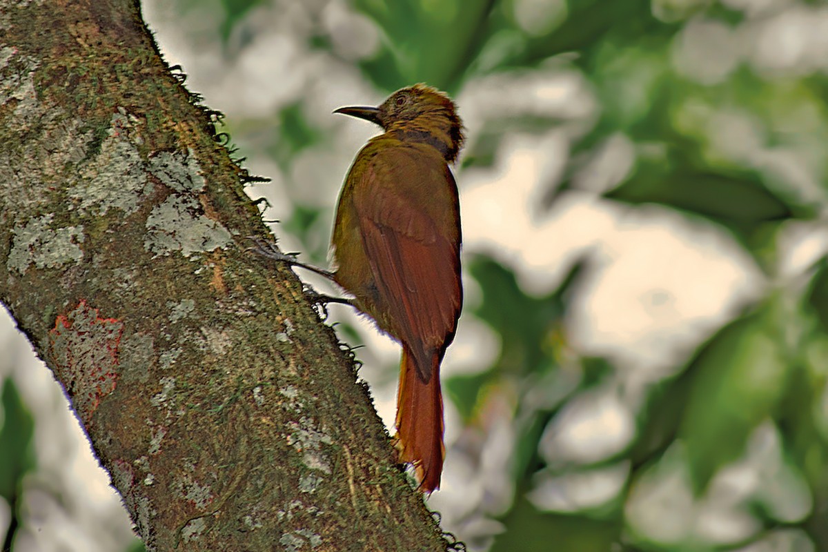 Plain-brown Woodcreeper - ML644467701