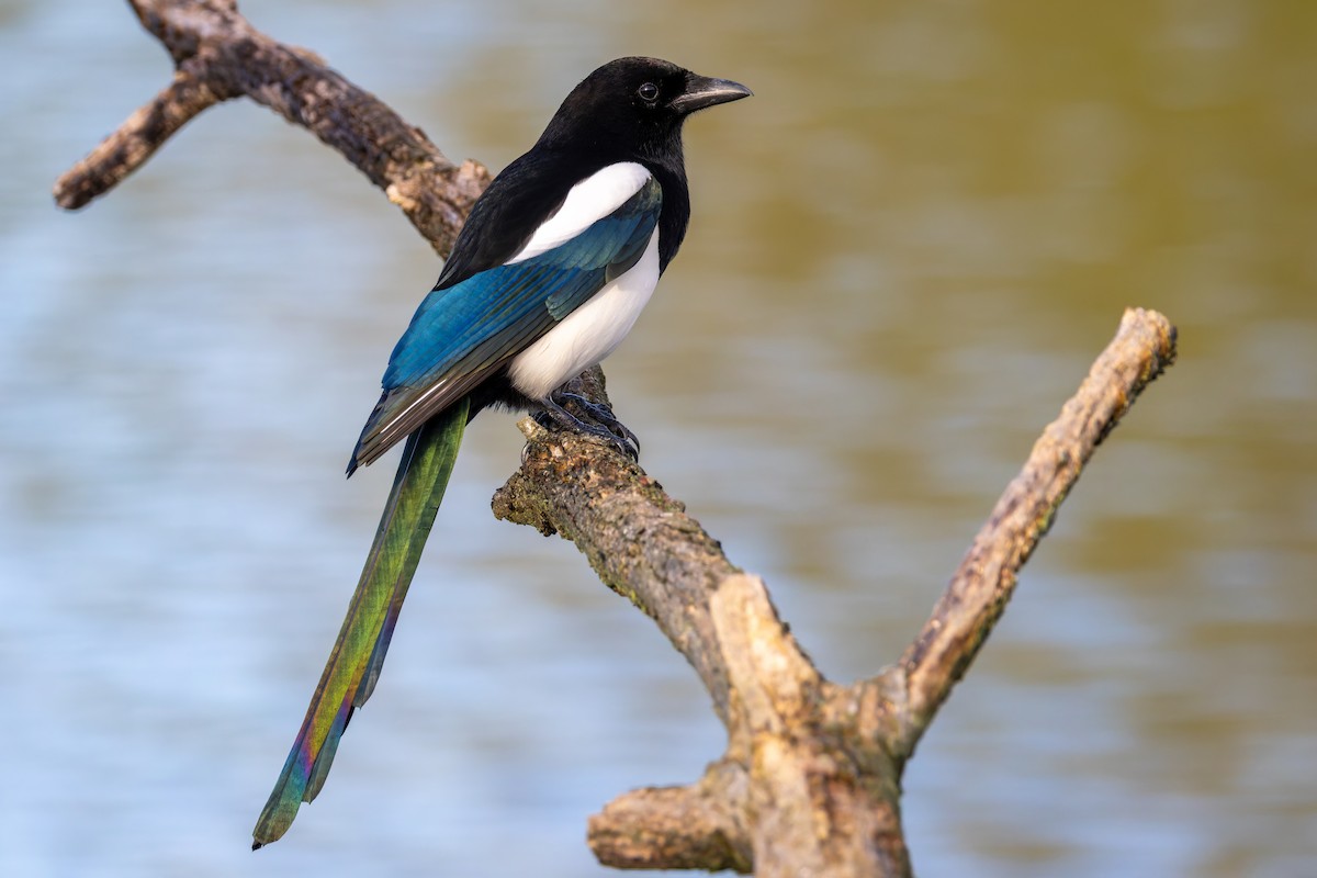 Eurasian Magpie - ML644467708