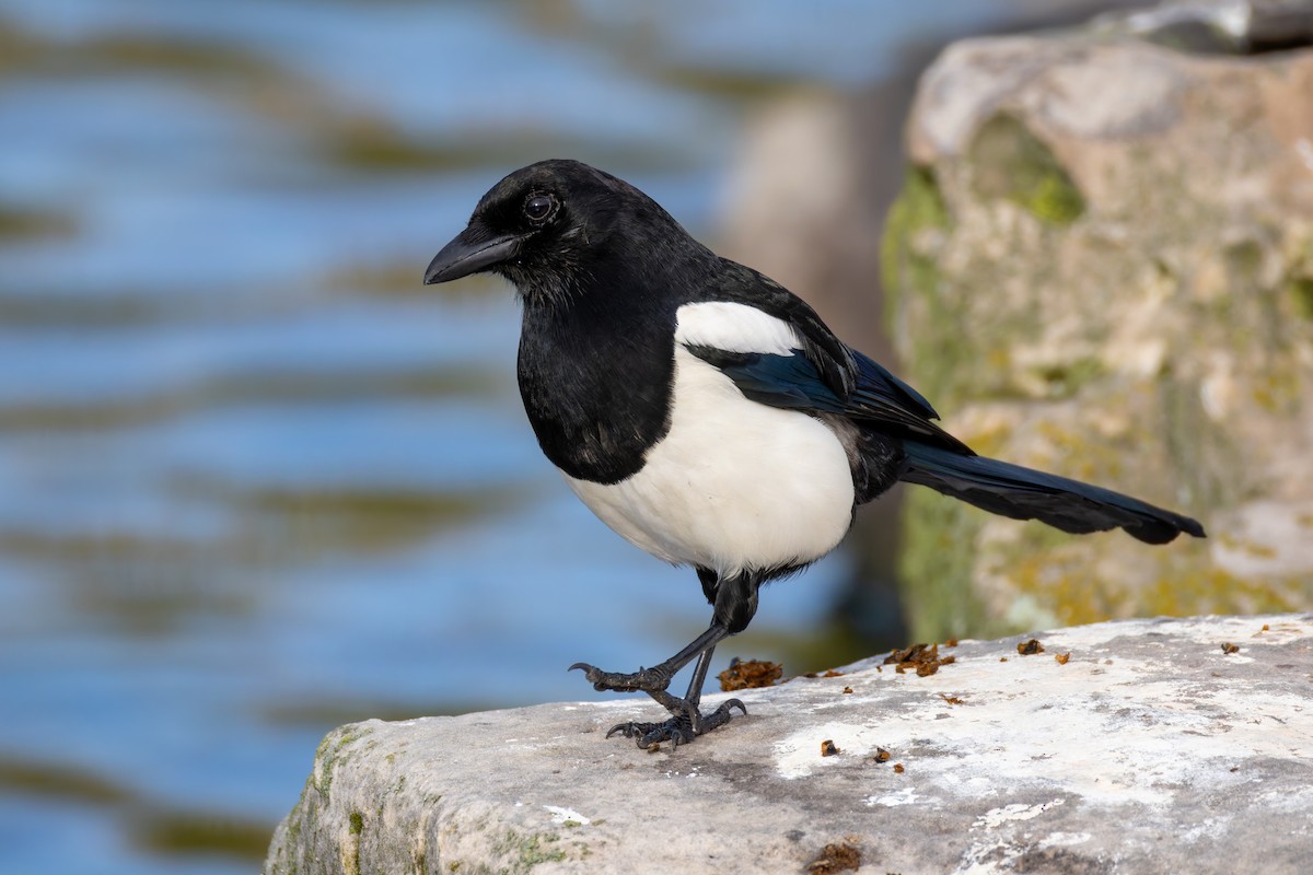Eurasian Magpie - ML644467712
