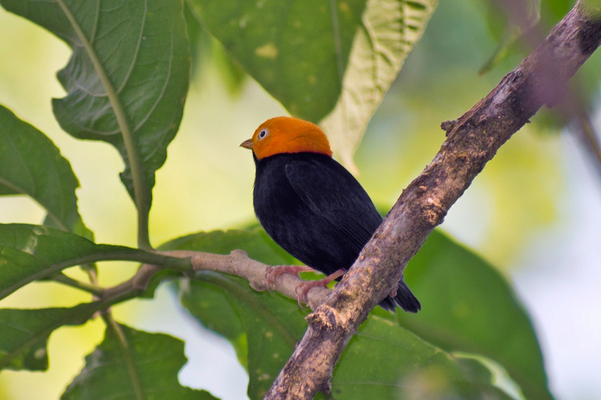 Golden-headed Manakin - ML644467726