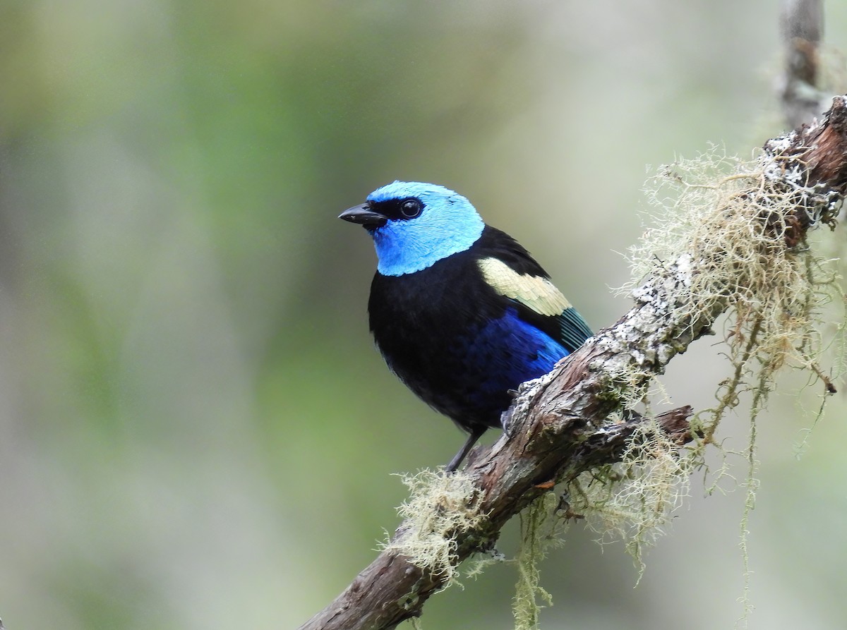 Blue-necked Tanager - ML644467728