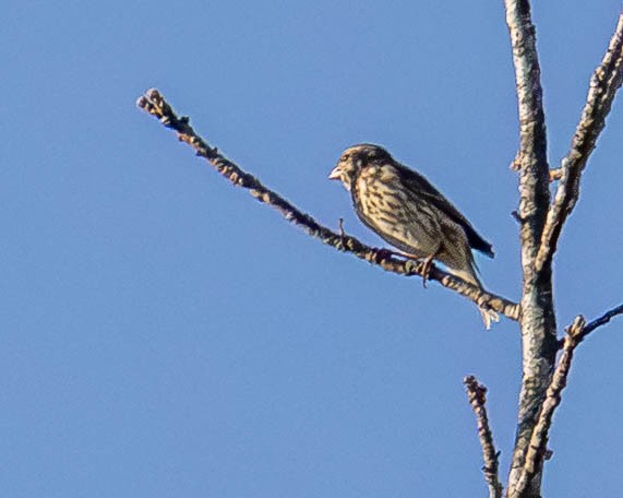 purpurfink - ML644467729