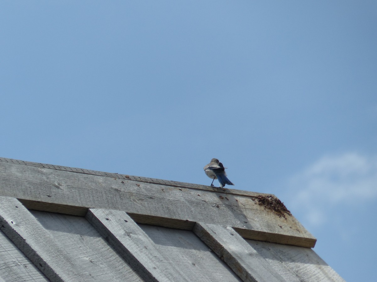 Merlebleu azuré - ML644467734