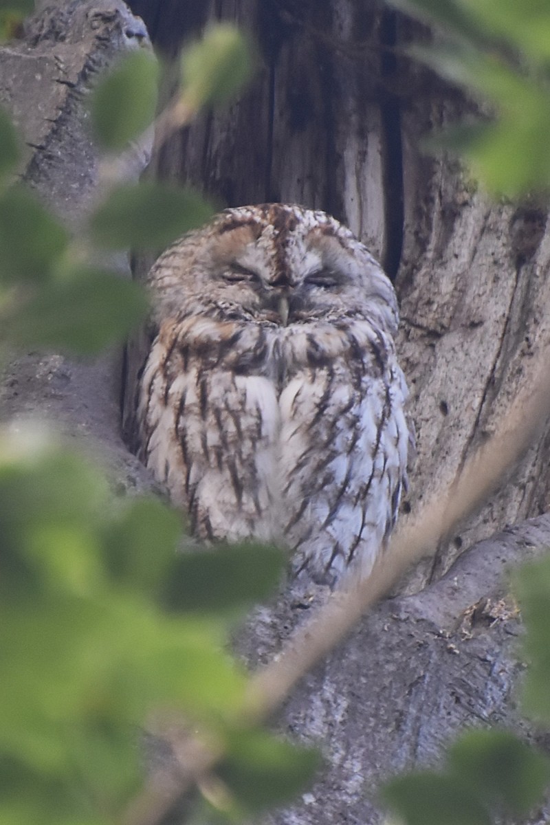 Chouette hulotte - ML644467736