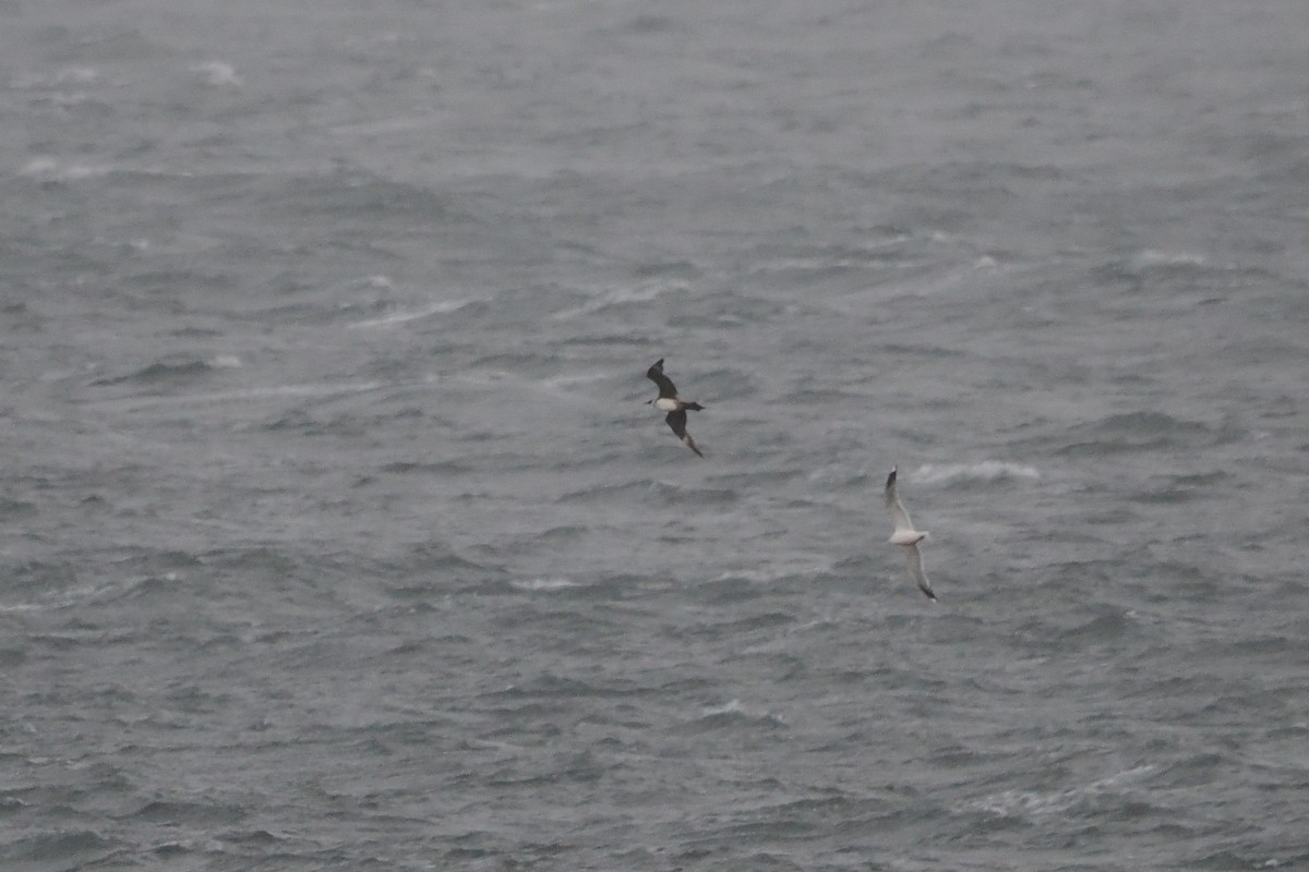 Labbe pomarin - ML644467739