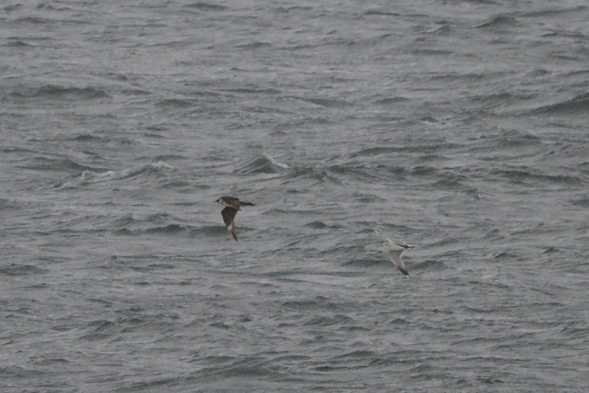 Labbe pomarin - ML644467740