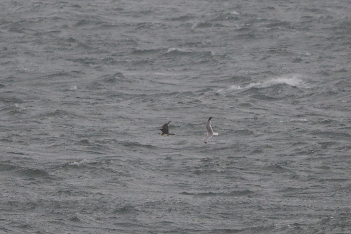 Labbe pomarin - ML644467741