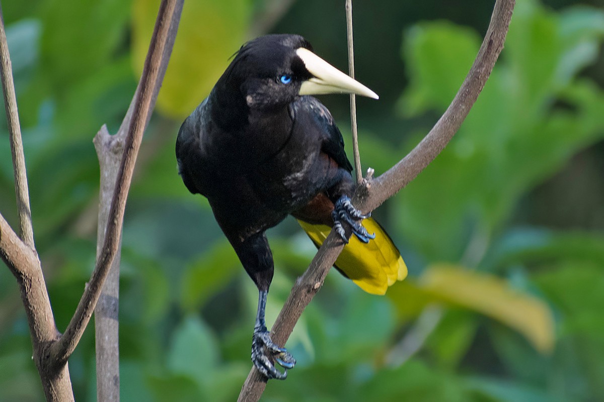 カンムリオオツリスドリ - ML644467747