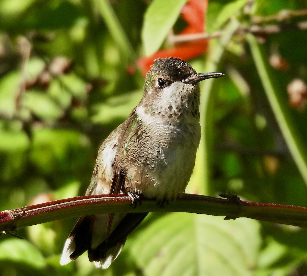 Colibrí Gorjirrubí - ML644467750