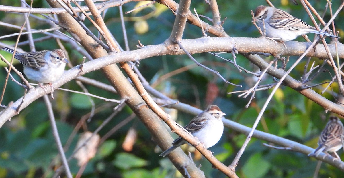 Chipping Sparrow - ML644467756