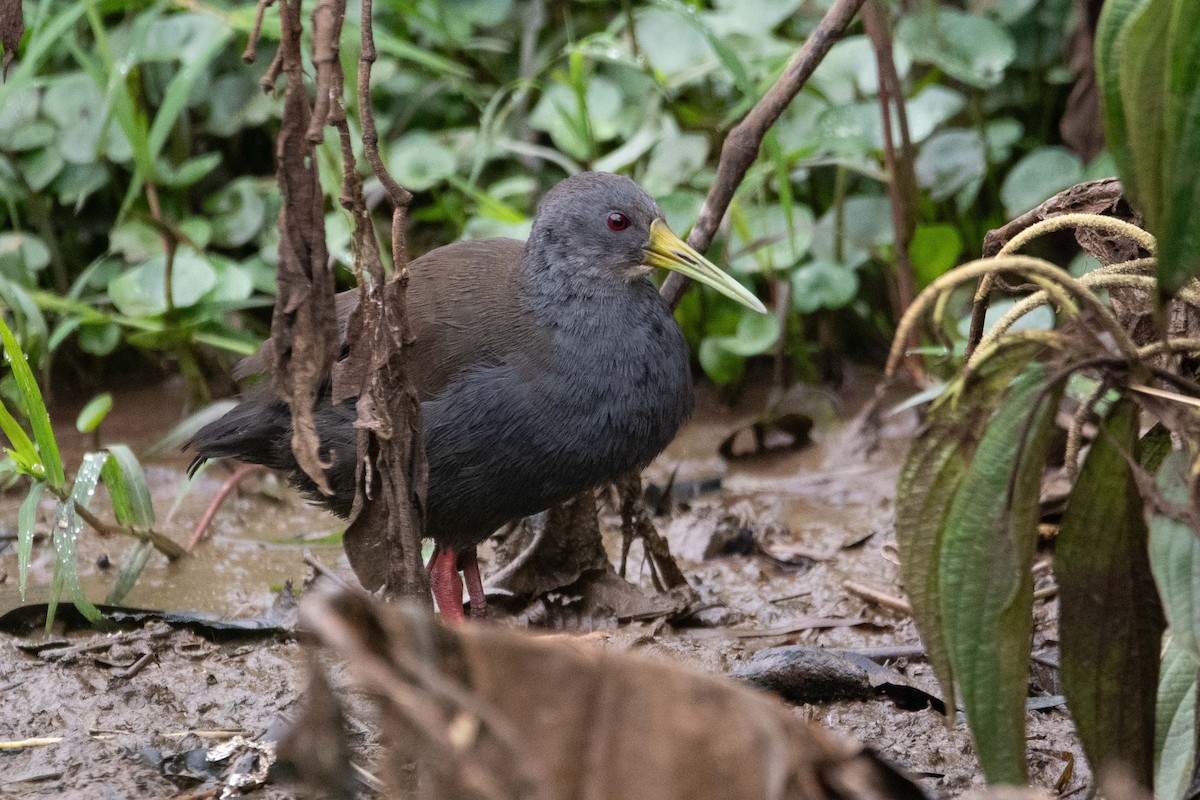 askerikse - ML644467758