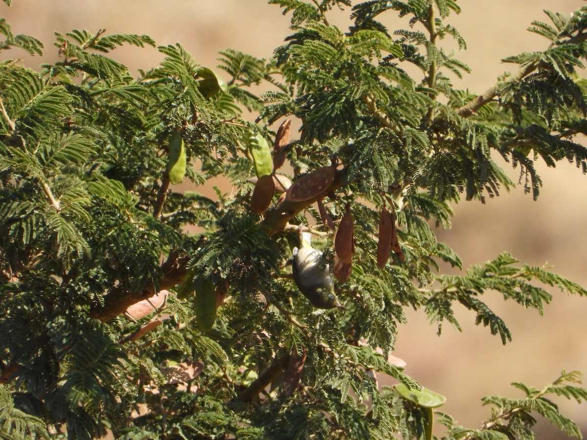 sitronbrillefugl - ML644467762