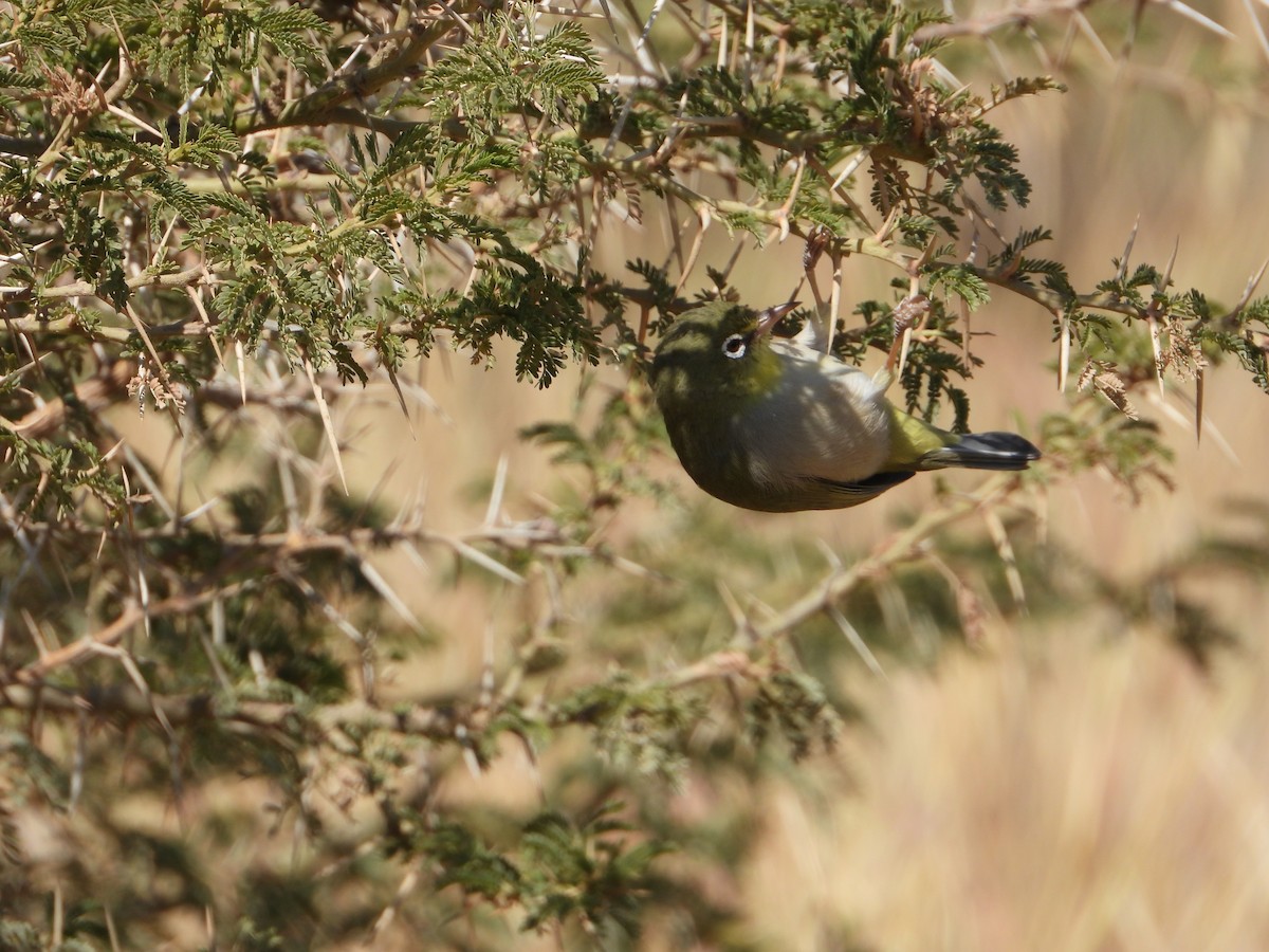 sitronbrillefugl - ML644467763