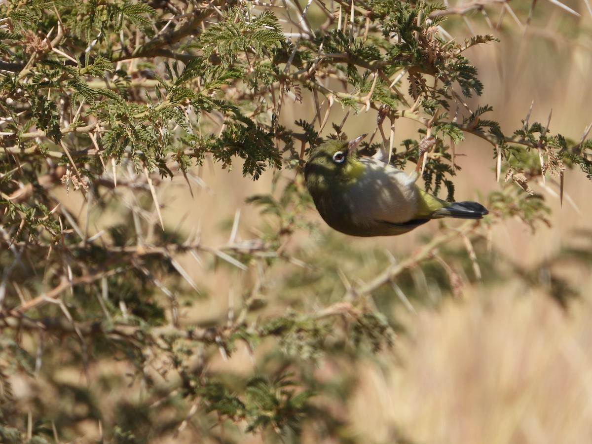 sitronbrillefugl - ML644467764