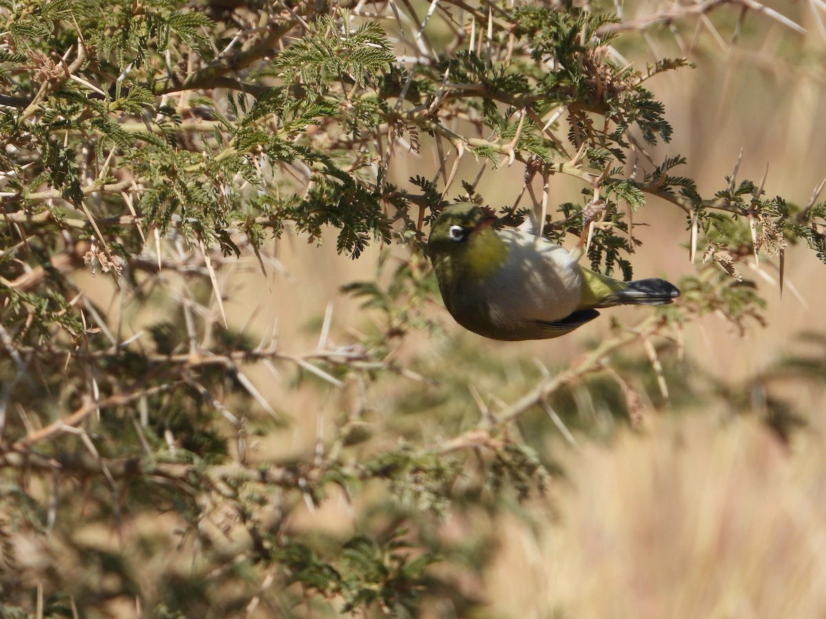 sitronbrillefugl - ML644467765