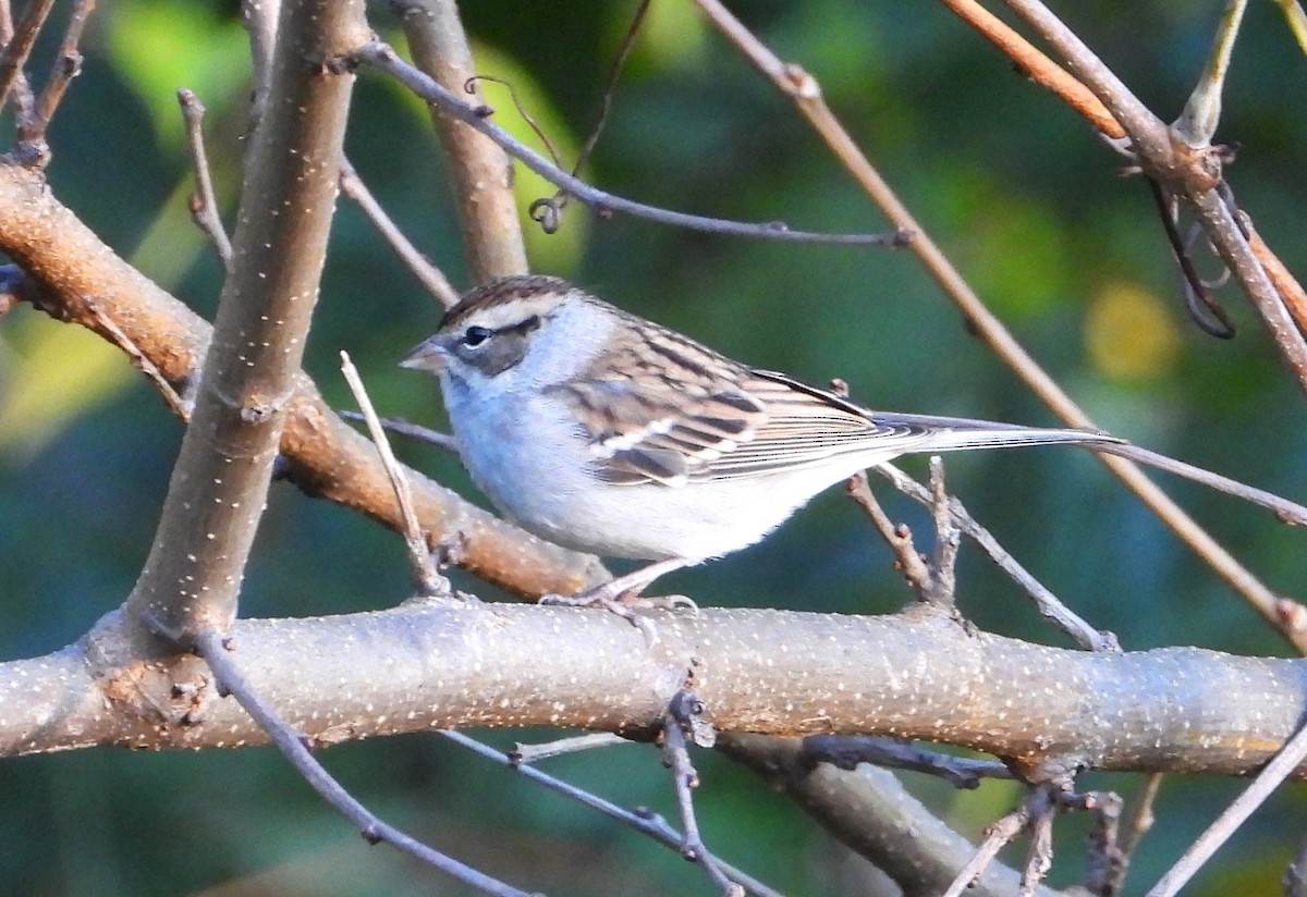 Chipping Sparrow - ML644467770
