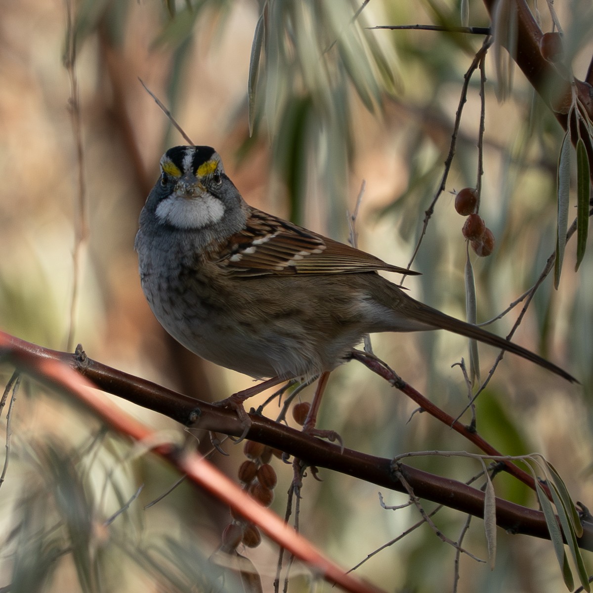 Weißkehlammer - ML644467771