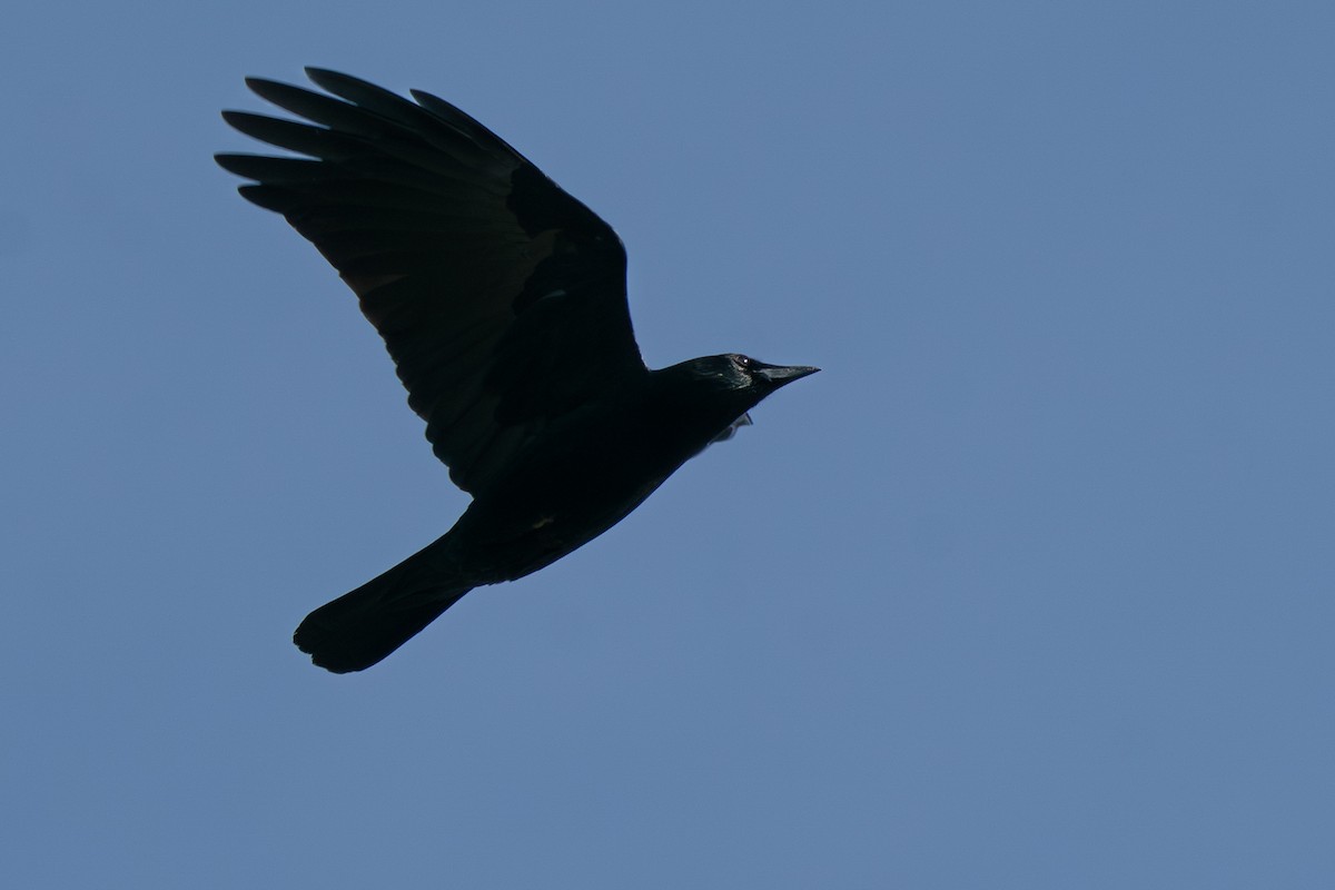 Amerikakrähe - ML644467775